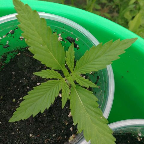 Skunk Super Hero #1 growlog photo: What a difference in 24 hours!
