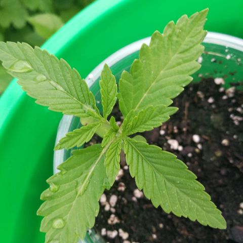 Skunk Super Hero #2 growlog photo: What a difference in 24 hours!