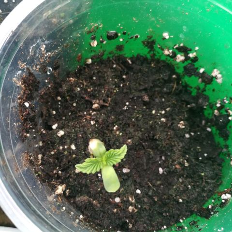 Skunk Super Hero #3 growlog photo: Finally shedded it's shell...  Looks like little angel wings.