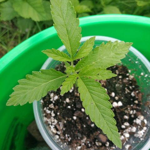 Skunk Super Hero #2 growlog timeline photo