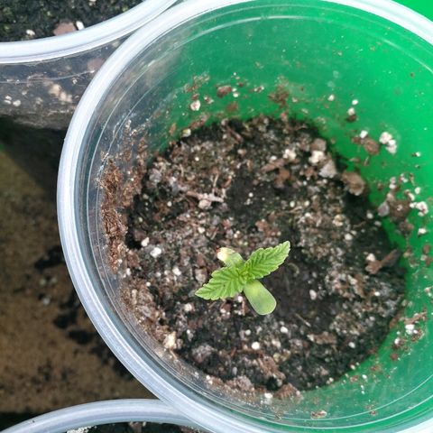 Skunk Super Hero #3 growlog timeline photo