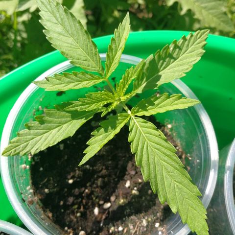 Skunk Super Hero #1 growlog timeline photo