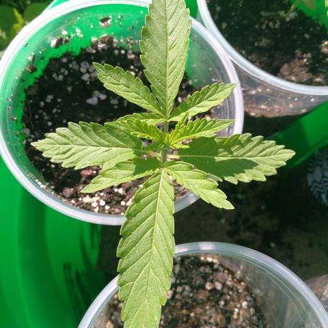 Skunk Super Hero #2 growlog photo: Look at the length of those roots!