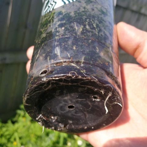 Skunk Super Hero #2 growlog photo: Look at the length of those roots!