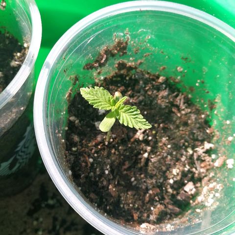 Skunk Super Hero #3 growlog timeline photo