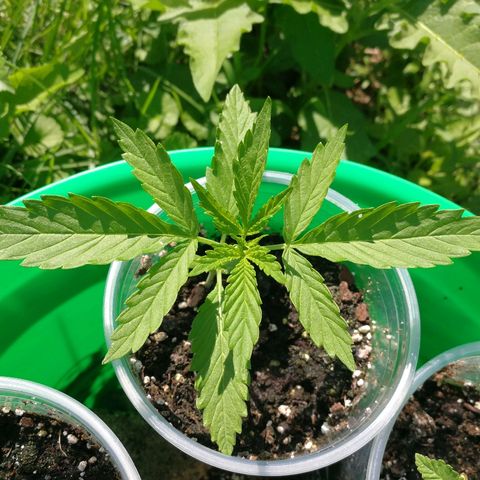 Skunk Super Hero #1 growlog timeline photo