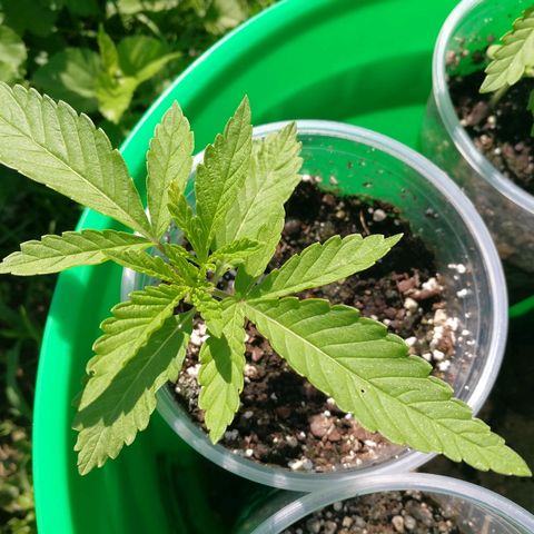 Skunk Super Hero #2 growlog timeline photo