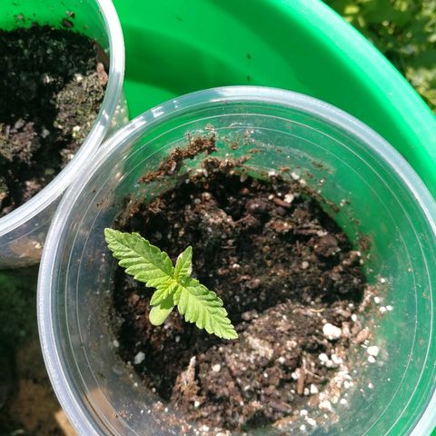 Skunk Super Hero #3 growlog timeline photo