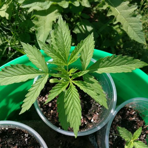 Skunk Super Hero #1 growlog timeline photo