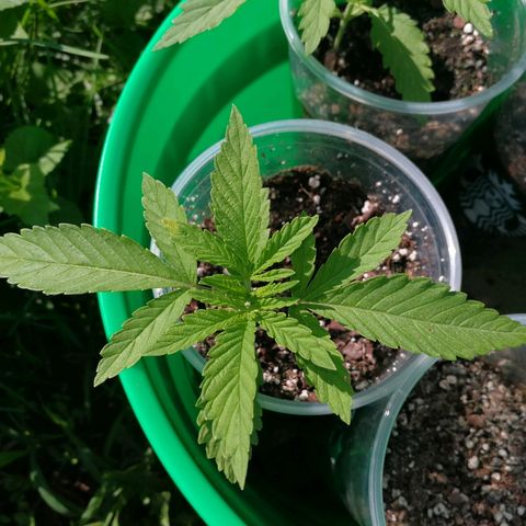 Skunk Super Hero #2 growlog timeline photo