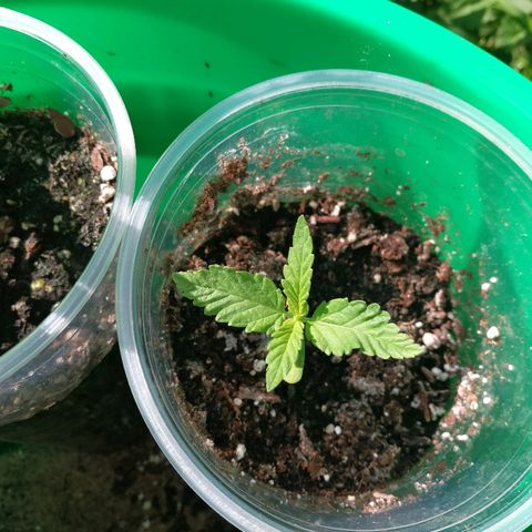 Skunk Super Hero #3 growlog timeline photo