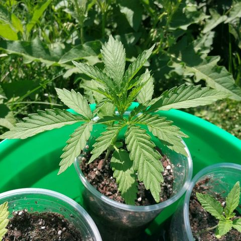 Skunk Super Hero #1 growlog timeline photo