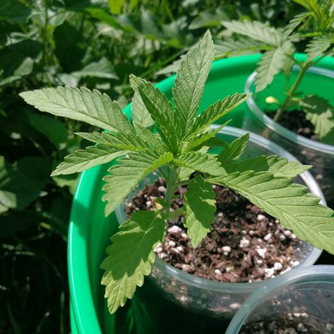 Skunk Super Hero #2 growlog timeline photo