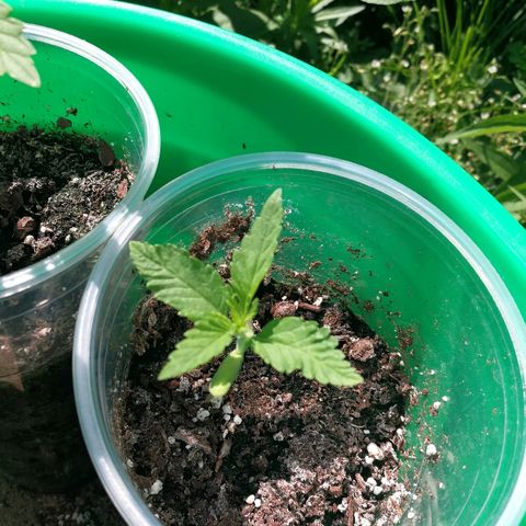 Skunk Super Hero #3 growlog timeline photo