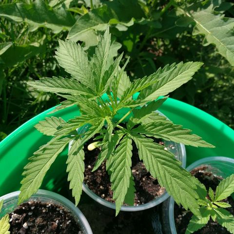 Skunk Super Hero #1 growlog timeline photo