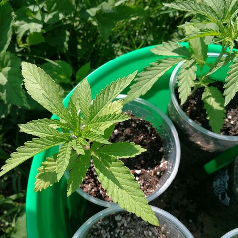 Skunk Super Hero #2 growlog timeline photo