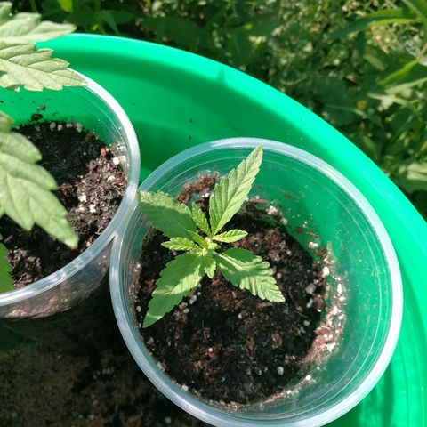 Skunk Super Hero #3 growlog timeline photo