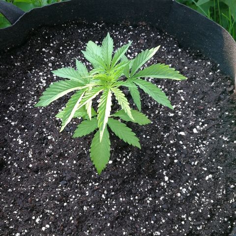 Skunk Super Hero #1 growlog photo: Perked back up after transfer