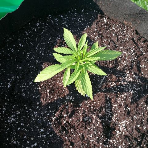 Skunk Super Hero #2 growlog photo: Perked back up after transfer
