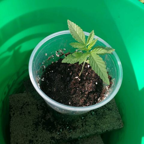 Skunk Super Hero #3 growlog timeline photo