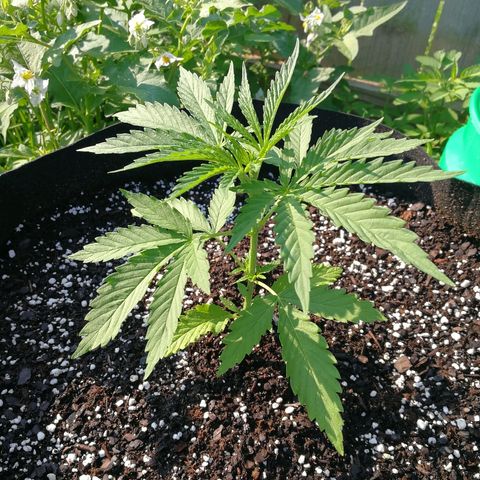 Skunk Super Hero #1 growlog timeline photo