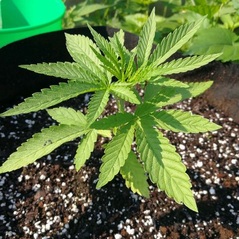 Skunk Super Hero #2 growlog timeline photo