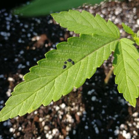 Skunk Super Hero #2 growlog timeline photo