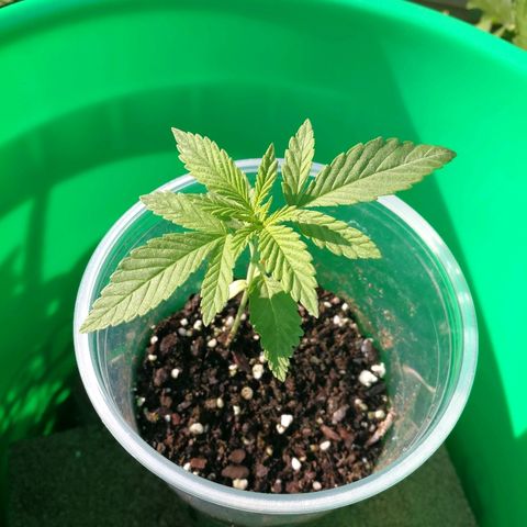 Skunk Super Hero #3 growlog timeline photo