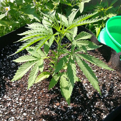 Skunk Super Hero #1 growlog timeline photo