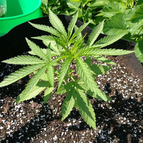 Skunk Super Hero #2 growlog timeline photo