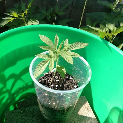 Skunk Super Hero #3 growlog timeline photo