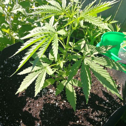 Skunk Super Hero #1 growlog timeline photo