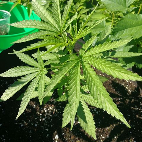 Skunk Super Hero #2 growlog timeline photo