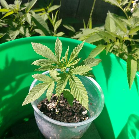 Skunk Super Hero #3 growlog timeline photo