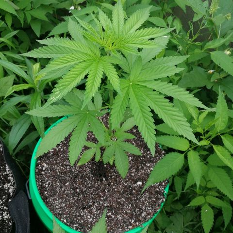 Skunk Super Hero #3 growlog timeline photo