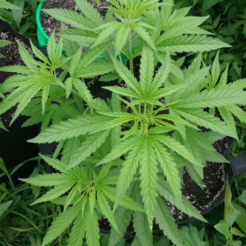 Skunk Super Hero #2 growlog timeline photo