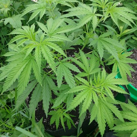 Skunk Super Hero #1 growlog timeline photo