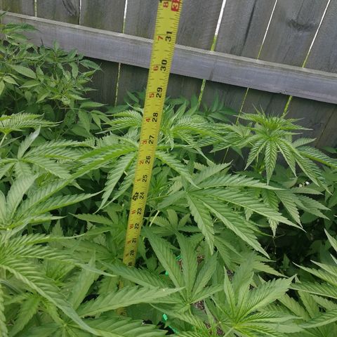 Skunk Super Hero #1 growlog timeline photo