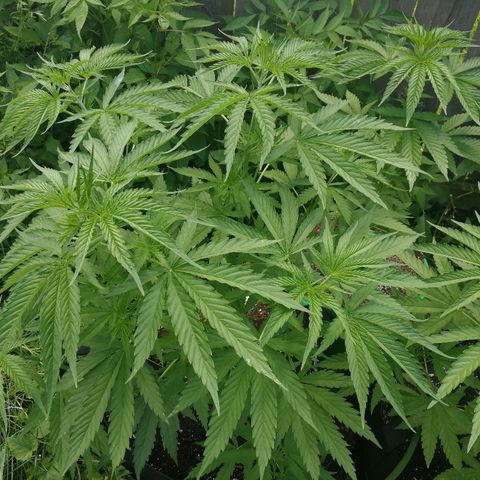 Skunk Super Hero #1 growlog timeline photo