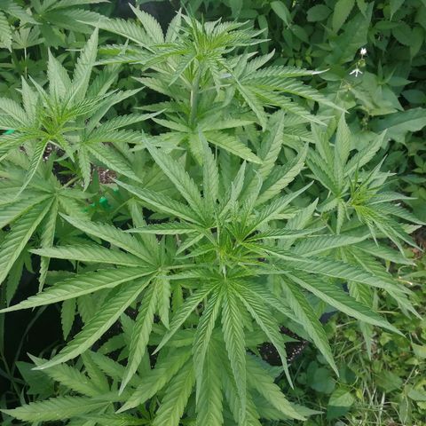 Skunk Super Hero #2 growlog timeline photo