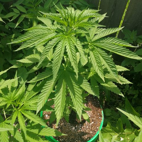 Skunk Super Hero #3 growlog timeline photo