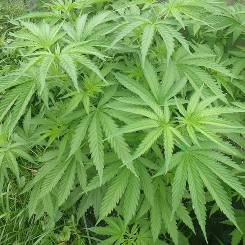 Skunk Super Hero #1 growlog timeline photo