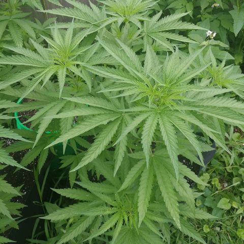 Skunk Super Hero #2 growlog photo: Couple leafs had holes.
