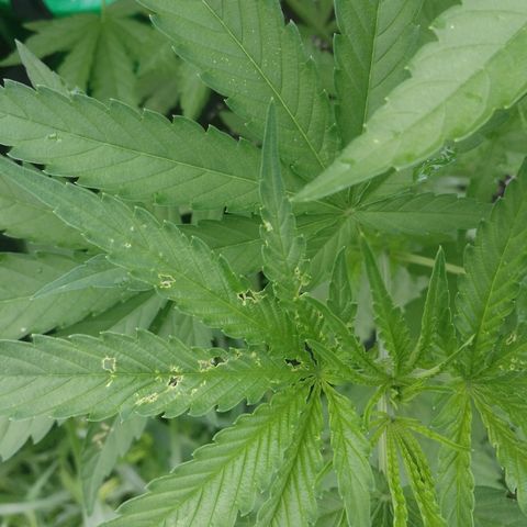 Skunk Super Hero #2 growlog photo: Couple leafs had holes.