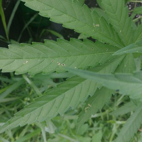 Skunk Super Hero #2 growlog photo: Couple leafs had holes.