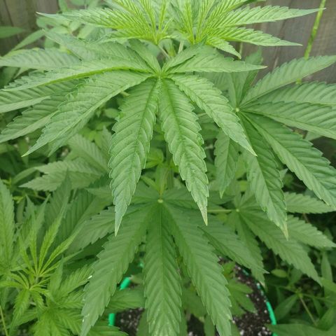 Skunk Super Hero #3 growlog timeline photo