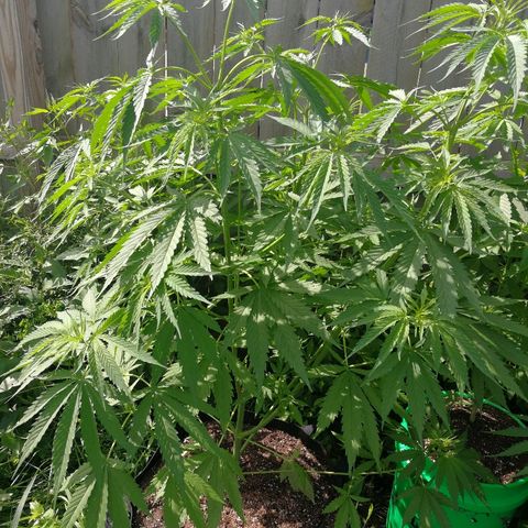 Skunk Super Hero #1 growlog timeline photo