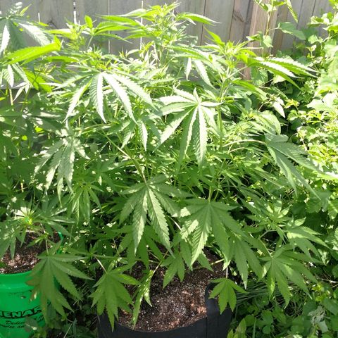 Skunk Super Hero #2 growlog timeline photo