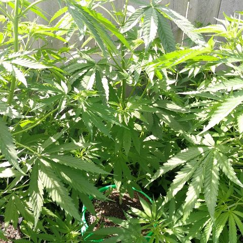 Skunk Super Hero #3 growlog timeline photo