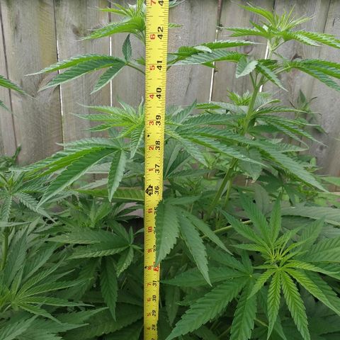 Skunk Super Hero #3 growlog timeline photo